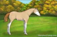 Horse Color:Red Dun Splash 