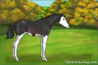 Horse Color:Brown Splash