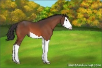 Horse Color:Bay Splash 