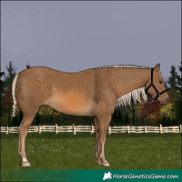 Horse Color:Chocolate Palomino 