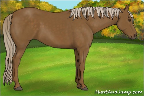 Horse Color:Chocolate Palomino 