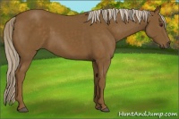 Horse Color:Chocolate Palomino 