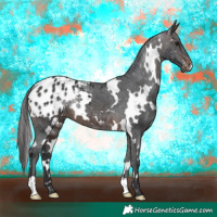Horse Color:White Spotted Brown Appaloosa 