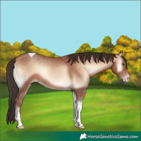 Horse Color:Sable Champagne Onyx Tobiano Rabicano 