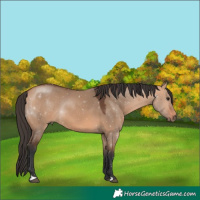 Horse Color:Bay Dun