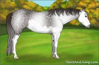 Horse Color:Gray Liver Chestnut Splash 