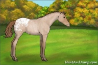 Horse Color:Blue Roan Pearl Appaloosa 
