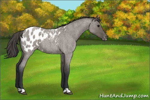 Horse Color:Grullo Roan Appaloosa 