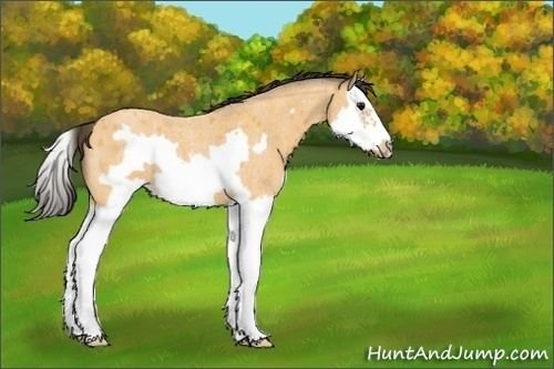 Horse Color:Buckskin Roan Splash Frame 