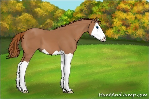 Horse Color:Chestnut Splash 