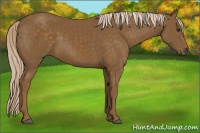Horse Color:Chocolate Palomino 