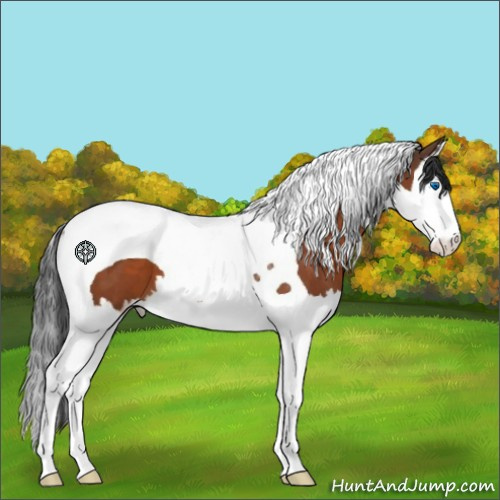 Horse Color:Bay Splash Tobiano 