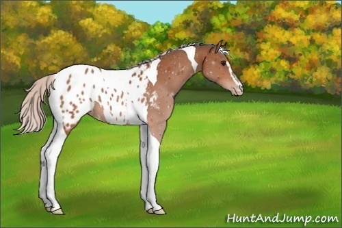 Horse Color:Silver Bay Sabino Tobiano Appaloosa 