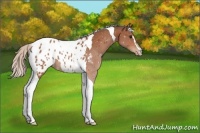 Horse Color:Silver Bay Sabino Tobiano Appaloosa 