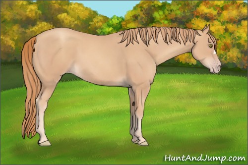 Horse Color:Gold Champagne 