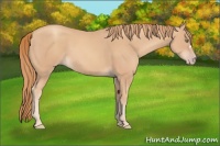 Horse Color:Gold Champagne 