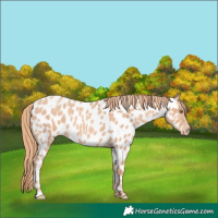 Horse Color:Gold Champagne Roan Appaloosa