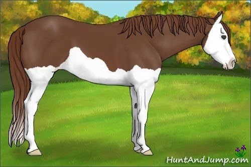 Horse Color:Unknown 