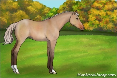 Horse Color:Silver Bay Roan Dun