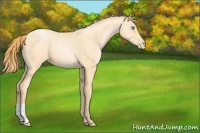 Horse Color:Buckskin Pearl