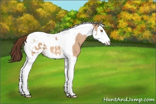 Horse Color:Bay Dun Splash Tobiano Appaloosa