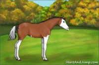 Horse Color:Bay Splash 