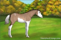 Horse Color:Bay Dun Splash Varnish Rabicano 