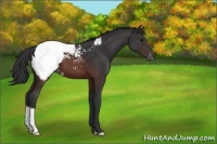 Horse Color:Brown Appaloosa 