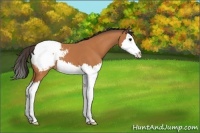 Horse Color:Bay Splash Snowcap