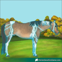 Horse Color:Thunderstruck Buckskin Dun Tobiano 