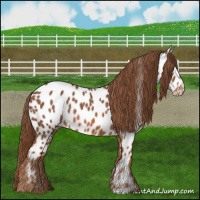 Horse Color:Chestnut Appaloosa 