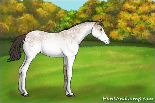 Horse Color:White Spotted Bay Ice Roan 