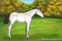 Horse Color:White Spotted Bay Ice Roan 