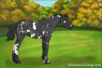 Horse Color:White Spotted Blue Roan