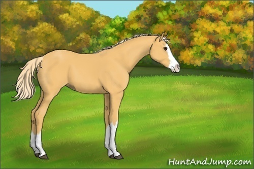 Horse Color:Palomino Sabino Splash 