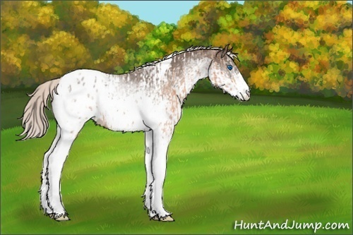 Horse Color:Silver Bay Ice Roan Splash Tobiano Near Leopard and White Spotted Silver Black Tobiano Blanket