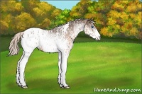 Horse Color:Silver Bay Ice Roan Splash Tobiano Near Leopard  and White Spotted Silver Black Tobiano Blanket 