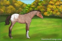 Horse Color:Bay Roan Appaloosa 
