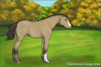 Horse Color:Buckskin 