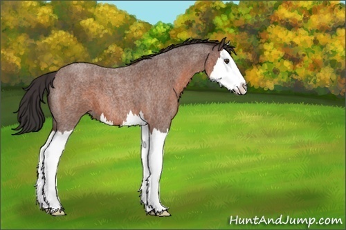 Horse Color:Bay Roan Splash