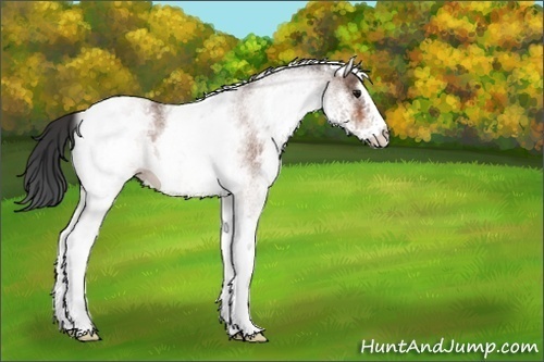 Horse Color:White Spotted Bay Roan 