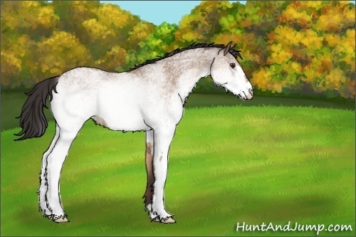 Horse Color:White Spotted Bay Dun