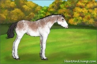 Horse Color:White Spotted Bay Ice 