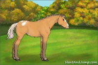 Horse Color:Silver Buckskin Sabino Blanket