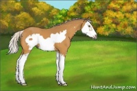 Horse Color:Silver Buckskin Splash Frame 