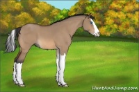 Horse Color:Bay Roan Dun Splash 