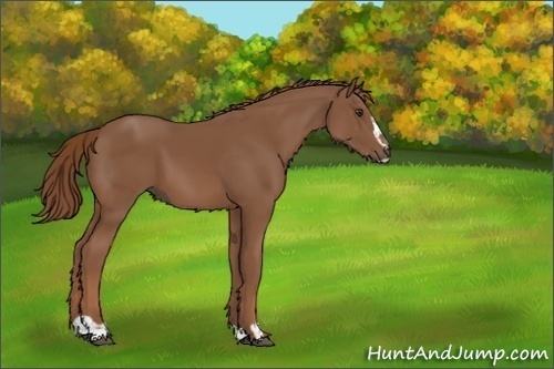 Horse Color:Chestnut Sabino