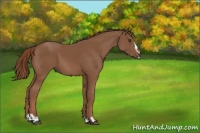 Horse Color:Chestnut Sabino 