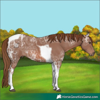 Horse Color:Chestnut Ice Tobiano 