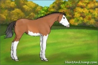 Horse Color:Bay Splash 